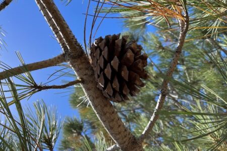 Torrey Pine cone attached to branch of the pine with blue sky background